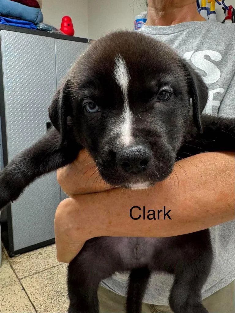 A baby medium-sized male American Staffordshire Terrier dog named Clark for adoption in Saint George, UT