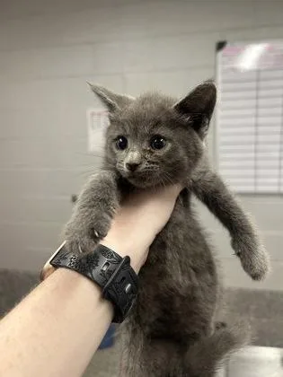 A baby small-sized female Domestic Short Hair cat named Gigi for adoption in West Chester, PA