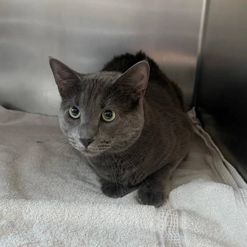 An adult large-sized male Gray / Blue / Silver Domestic Short Hair cat named Nature for adoption in Council Bluffs, IA