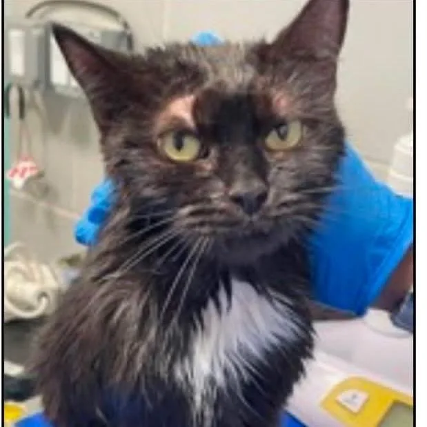 An adult small-sized female Black Domestic Short Hair cat named Bastet for adoption in Long Island City, NY