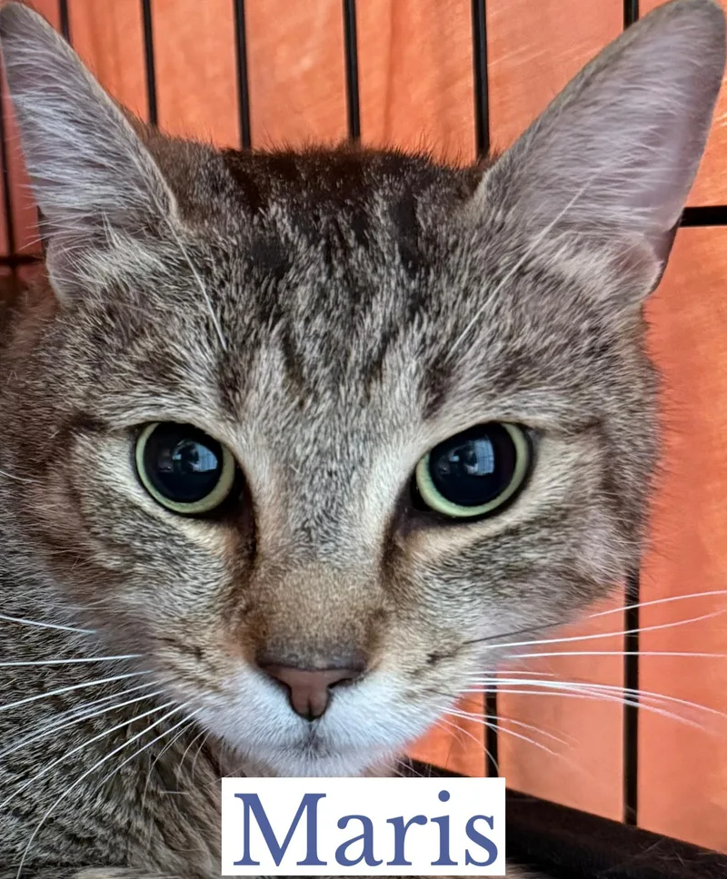 Mantle & Maris thumbnail 2