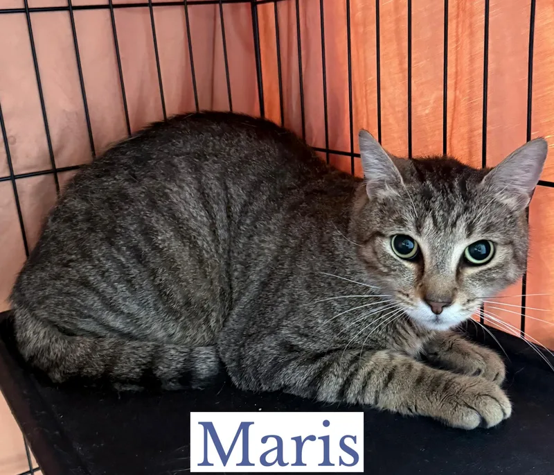 A young medium-sized male Tabby (Brown / Chocolate) Domestic Short Hair cat named Mantle & Maris for adoption in Berkeley Springs, WV