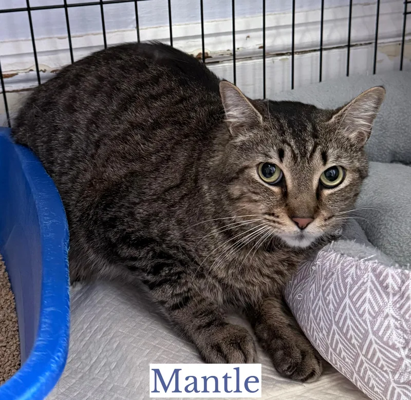 Mantle & Maris thumbnail 3