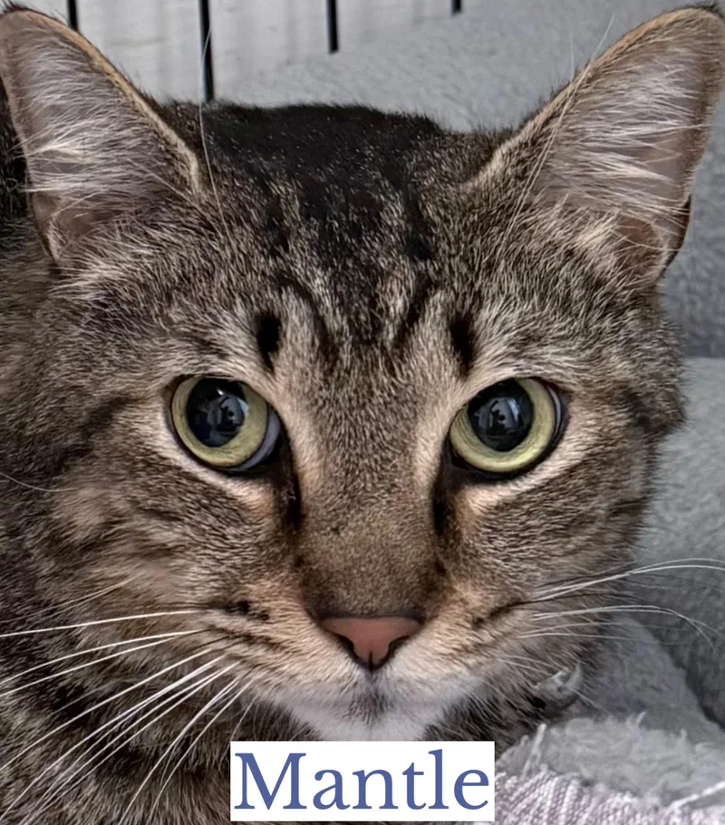 Mantle & Maris thumbnail 4