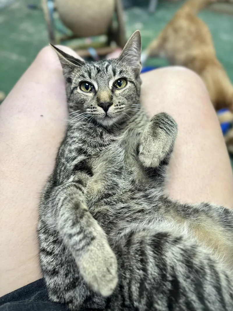 A baby medium-sized female Domestic Short Hair cat named Lady Gaga for adoption in Jefferson, LA