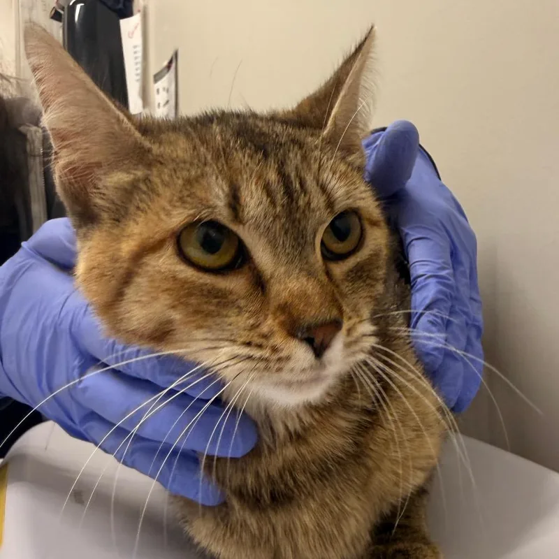 A young medium-sized female Brown / Chocolate Domestic Short Hair cat named Ms. Brisby for adoption in Chattanooga, TN