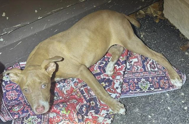 A young small-sized female American Staffordshire Terrier dog named Linda for adoption in San Antonio, TX