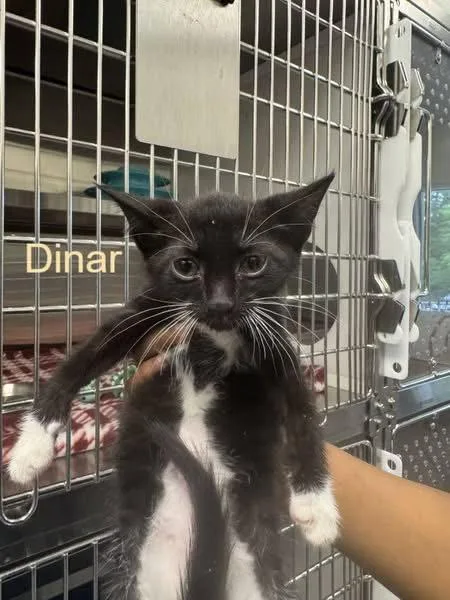 A baby medium-sized male Black & White / Tuxedo Domestic Short Hair cat named Dinar for adoption in Hilton Head Island, SC