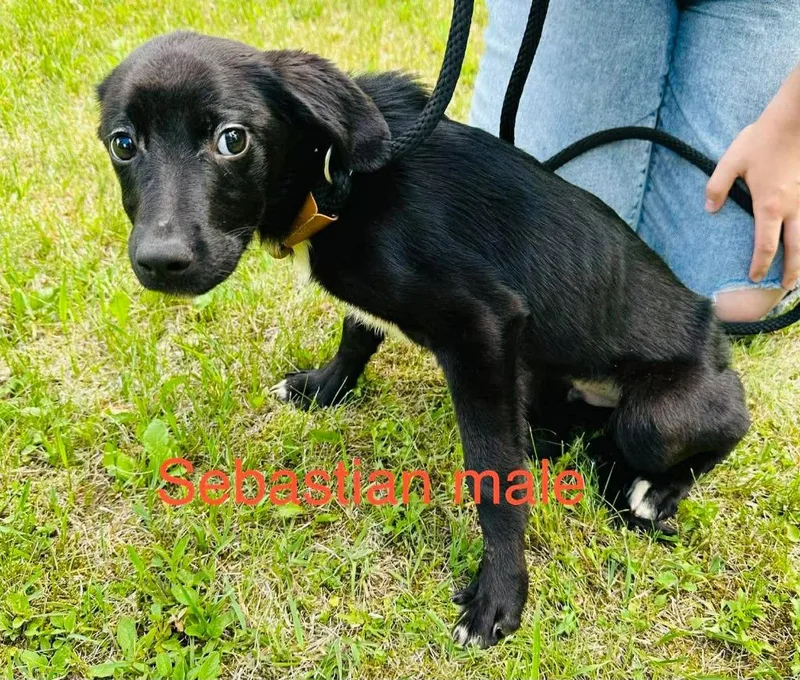 A baby medium-sized male Labrador Retriever dog named Sebastian for adoption in Cloquet, MN