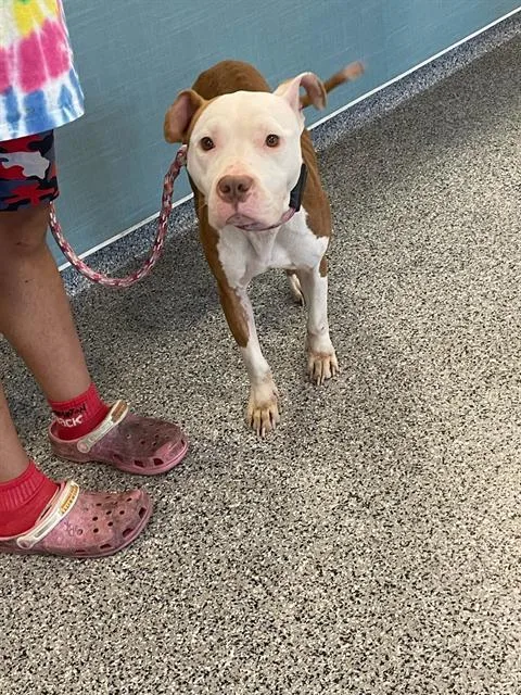An adult medium-sized female Mixed Breed dog named Bridgette for adoption in Palmetto, FL