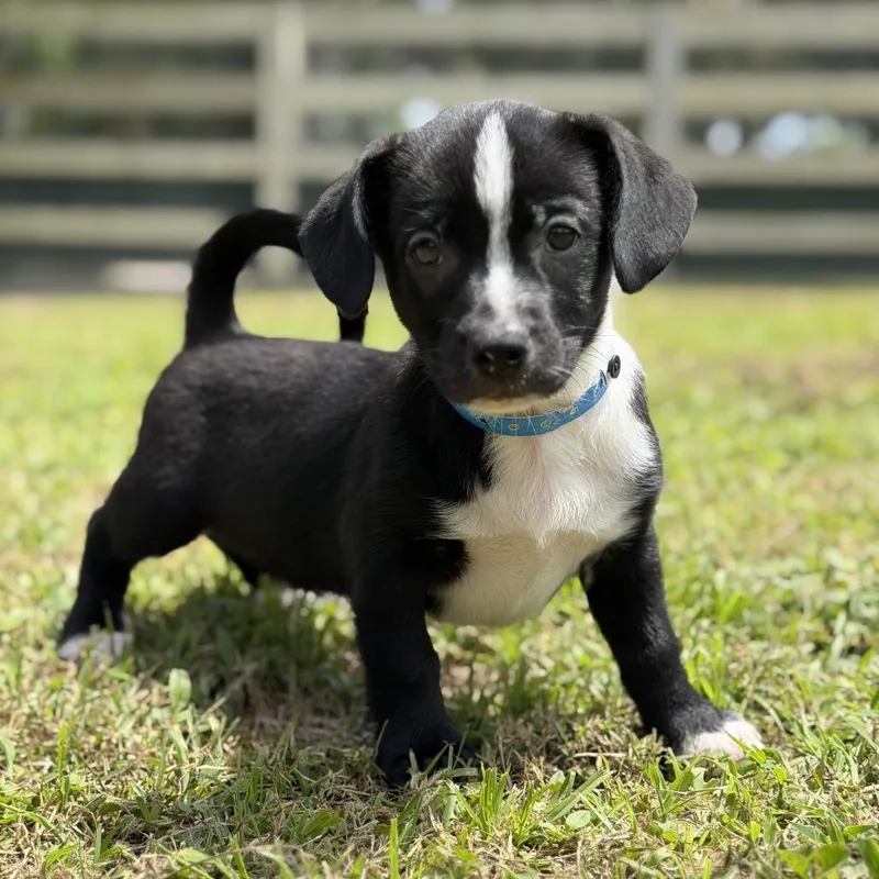 A baby small-sized male Black Mixed Breed dog named Leroy for adoption in Wellington, FL