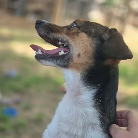 An adult small-sized male Black Chihuahua dog named Rascal for adoption in Dover, AR