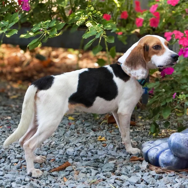 A young small-sized male Beagle dog named Eddie for adoption in Wake Forest, NC