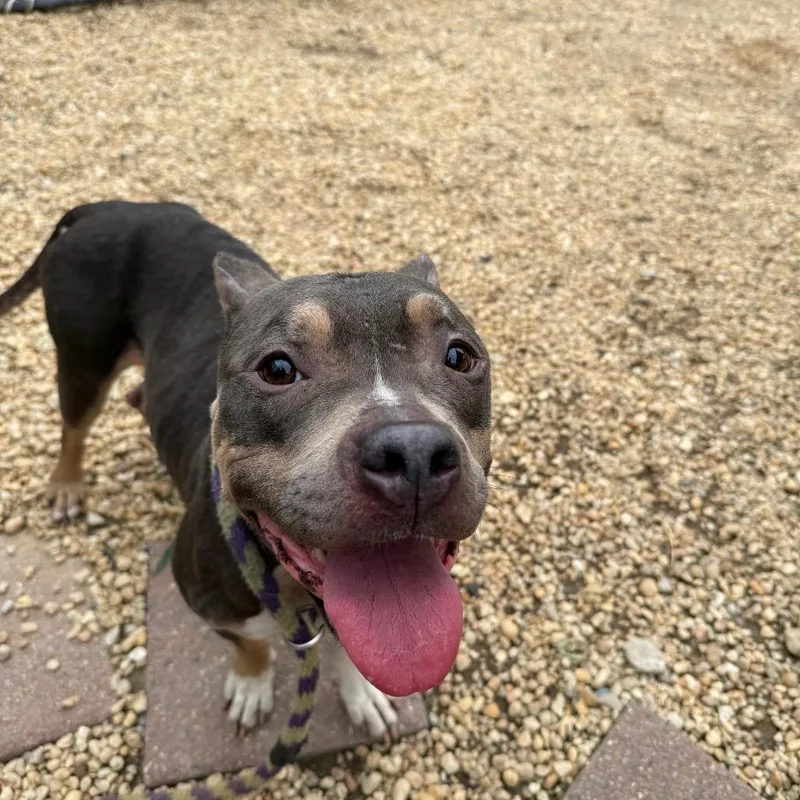 An adult medium-sized male Gray / Blue / Silver Mixed Breed dog named Nine for adoption in Philadelphia, PA