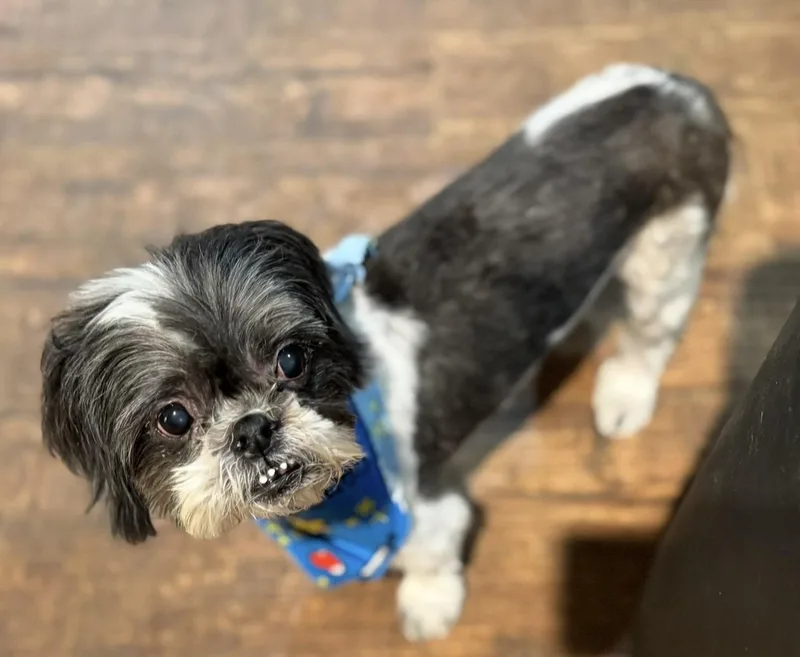 A senior small-sized male Gray / Blue / Silver Shih Tzu dog named Deuce for adoption in Pelham, NH