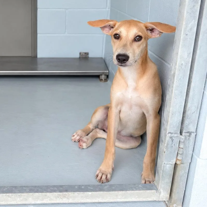 A young medium-sized female Shepherd dog named Mandy for adoption in Bastrop, TX