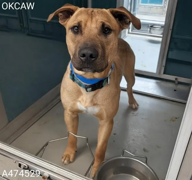 A young large-sized male Black Mouth Cur dog named A for adoption in Oklahoma City, OK