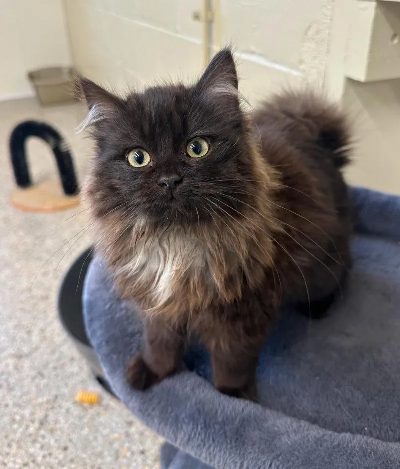 A young medium-sized female Black Domestic Long Hair cat named Fergie for adoption in Williamsburg, IA