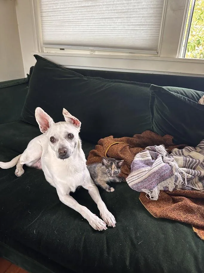 A baby medium-sized female Calico Domestic Short Hair cat named Ubiquity for adoption in Berkeley, CA