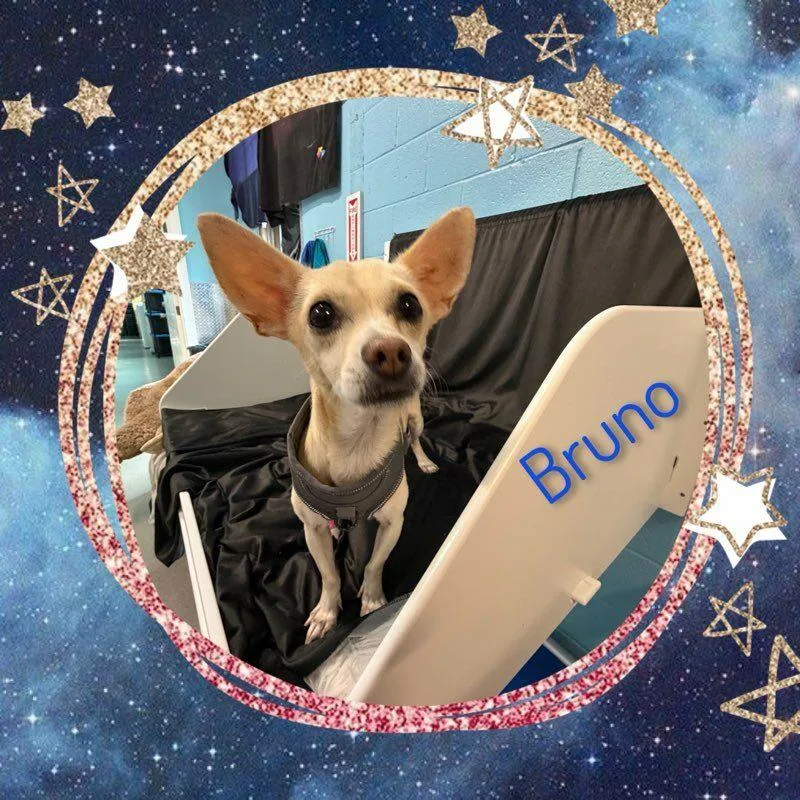 An adult small-sized male Apricot / Beige Chihuahua dog named Bruno for adoption in Fredericksburg, VA