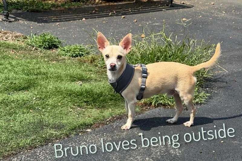 Bruno thumbnail 2