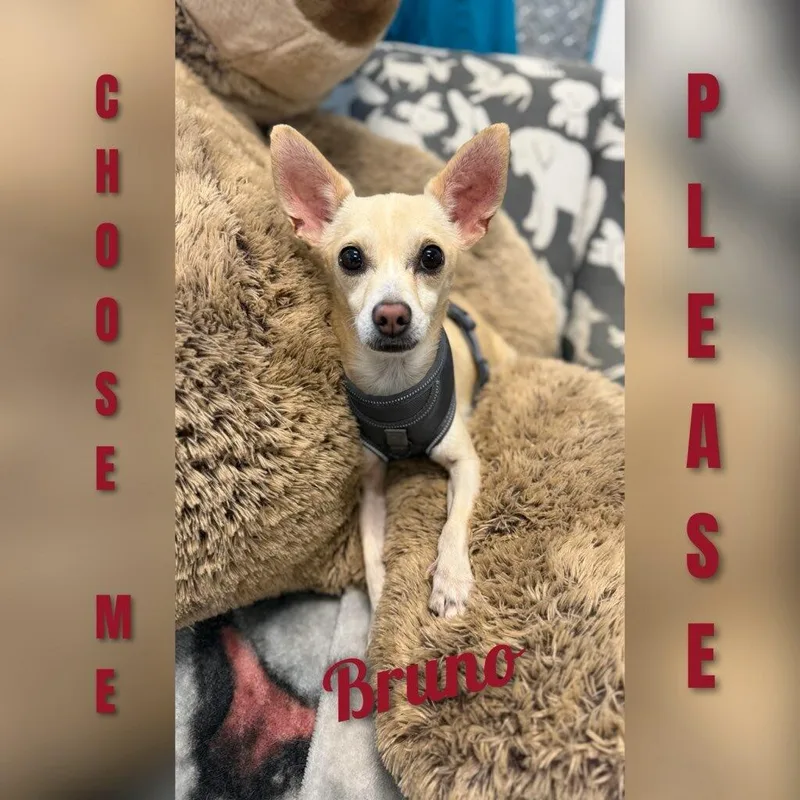 Bruno thumbnail 4