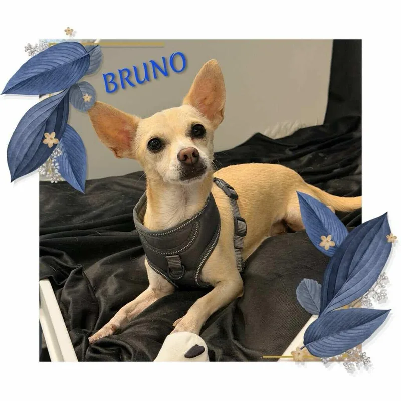 Bruno thumbnail 5