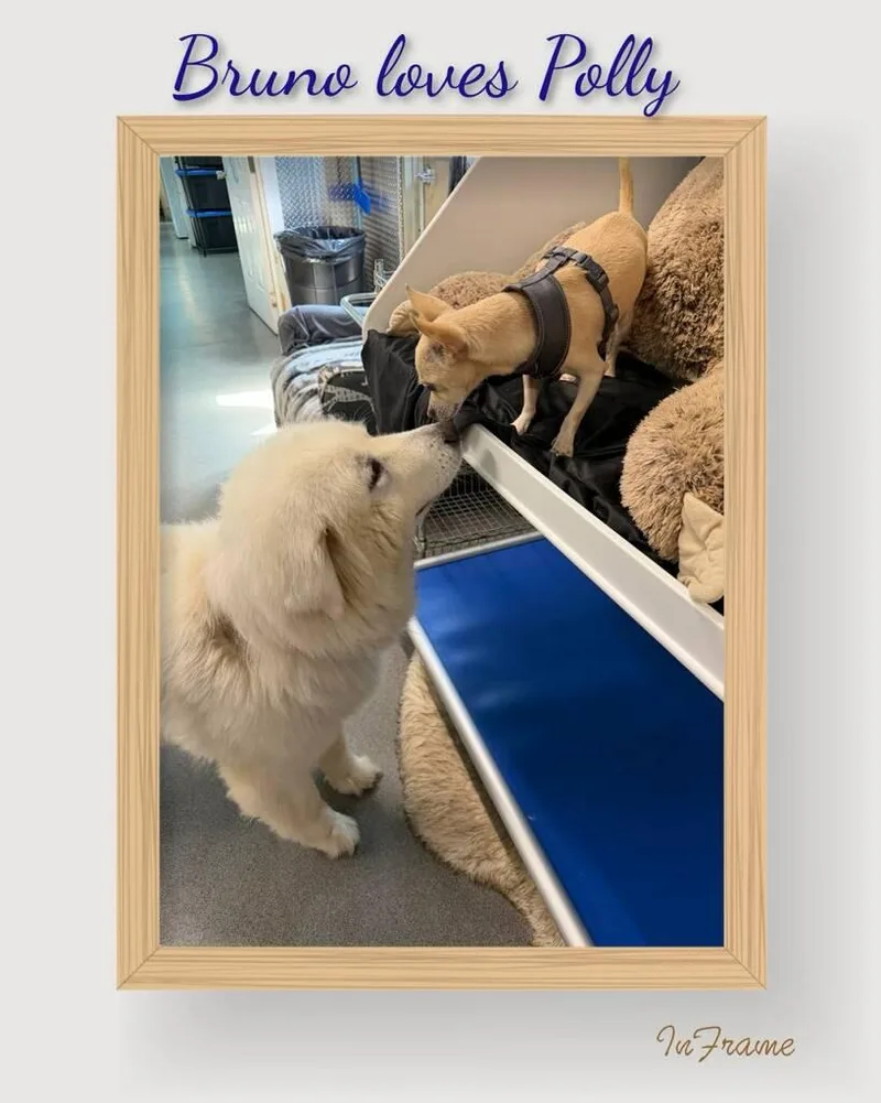 Bruno thumbnail 6