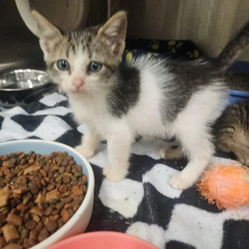 A baby small-sized female White Domestic Short Hair cat named Clawdette for adoption in Evensville, TN