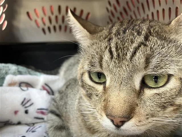 An adult small-sized male Domestic Short Hair cat named Mister for adoption in San Antonio, TX