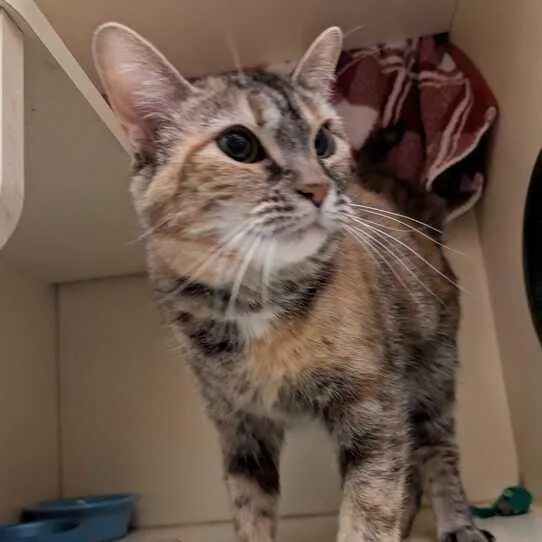 Felicity thumbnail 2