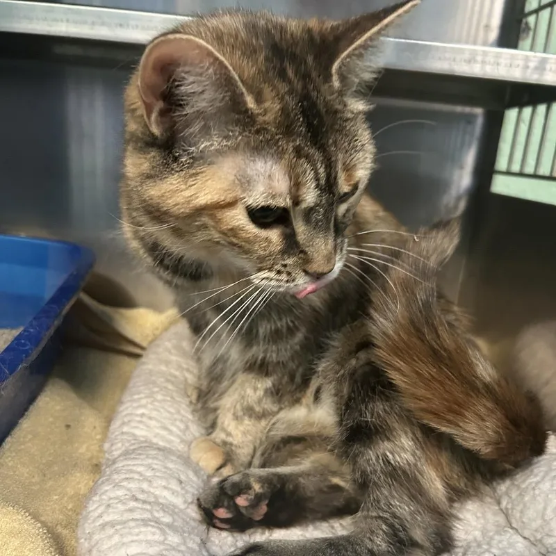 Felicity thumbnail 3