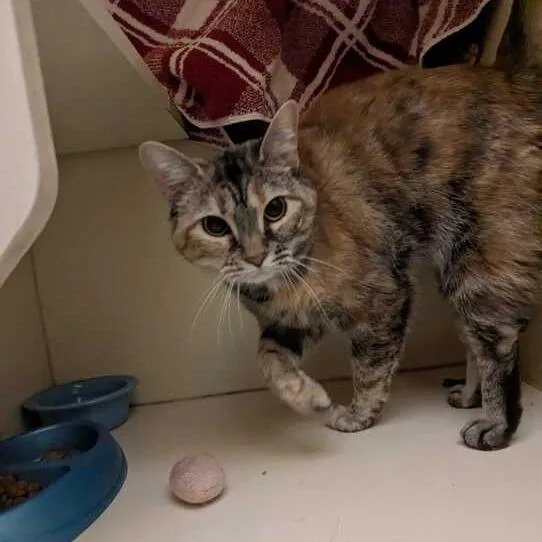 Felicity thumbnail 4