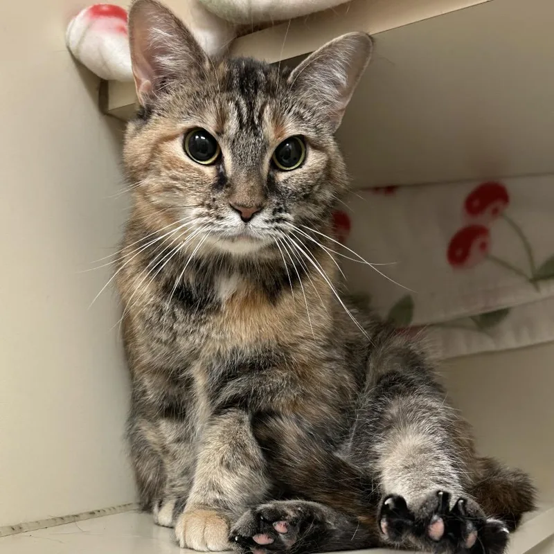 Felicity thumbnail 5