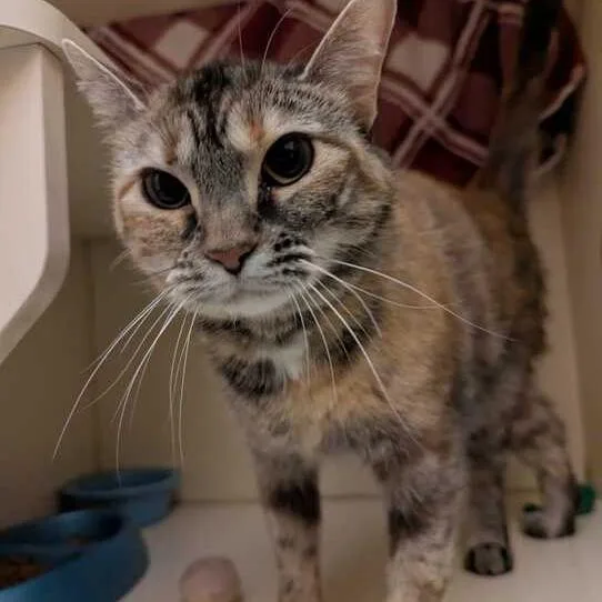 Felicity thumbnail 6