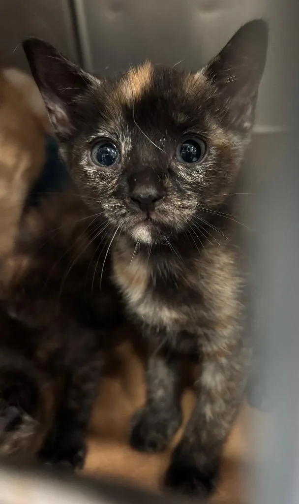 A baby small-sized female Domestic Short Hair cat named Link for adoption in Cartersville , GA