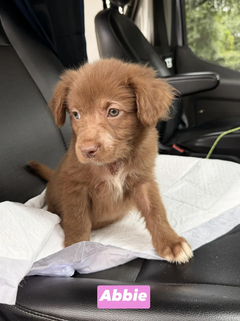 A Litter Abbie
