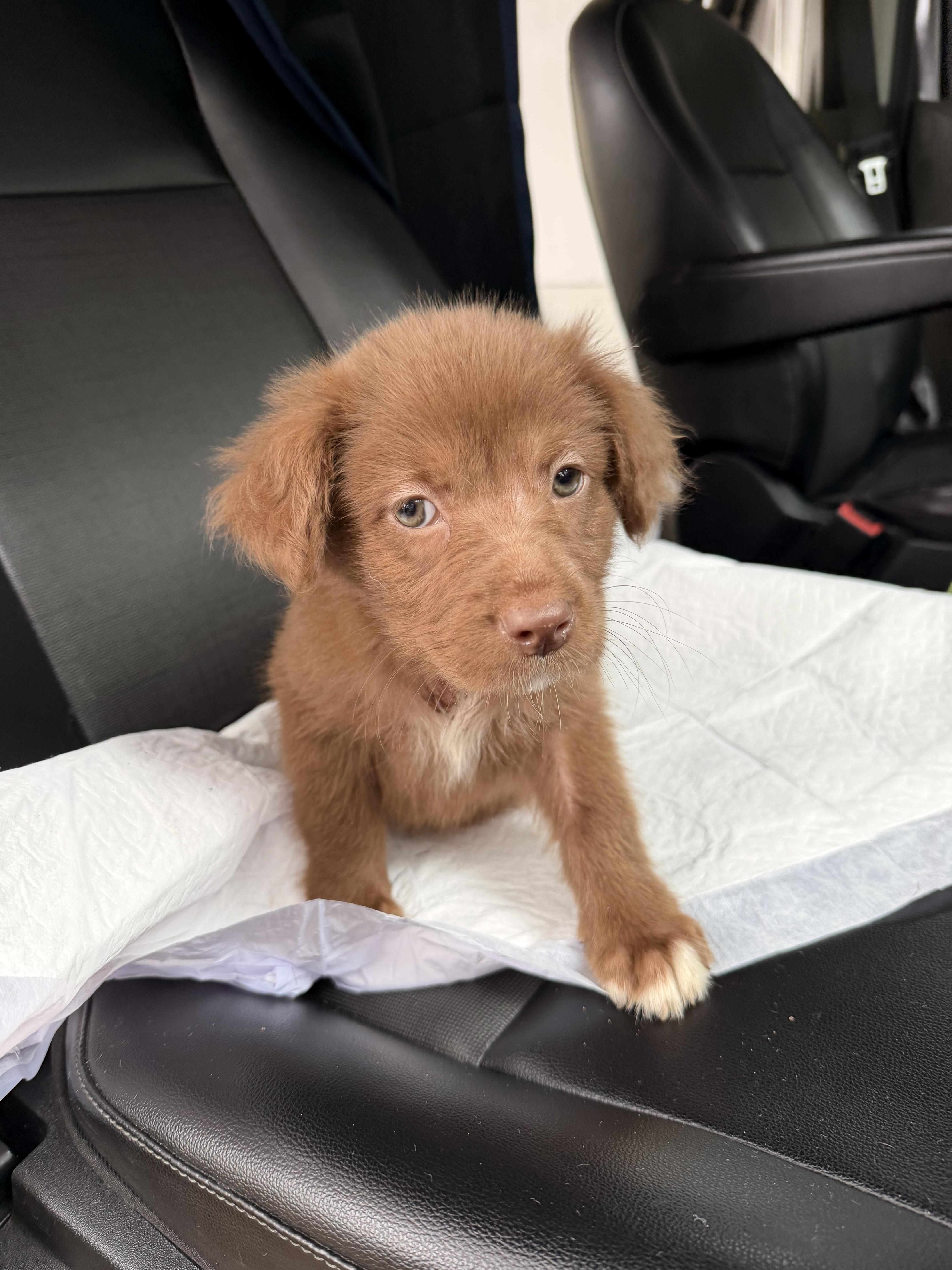 A Litter Abbie thumbnail 2