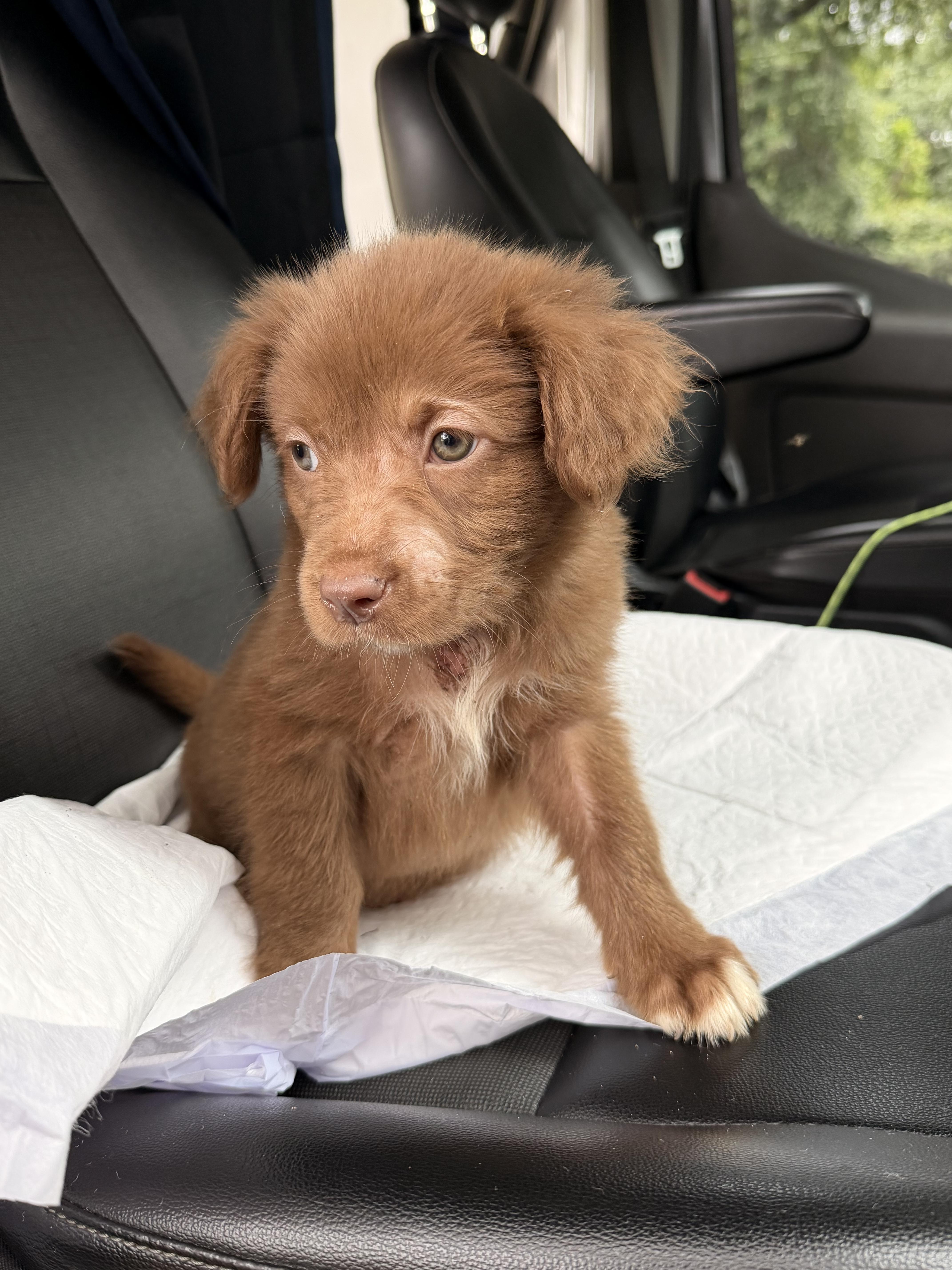A Litter Abbie thumbnail 3