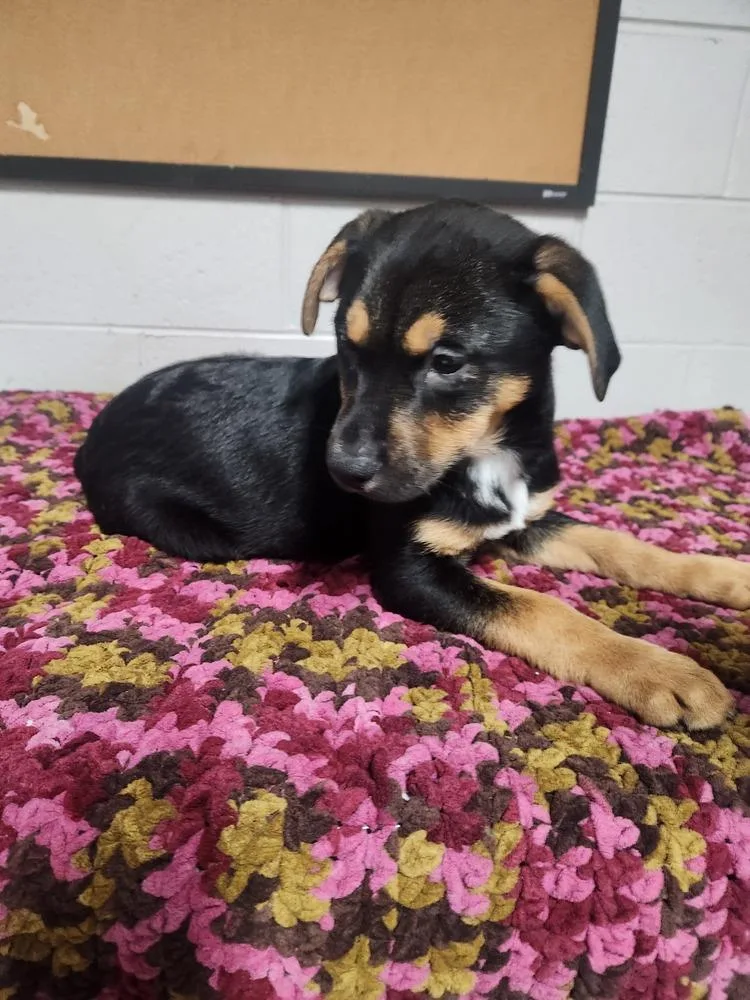 A young medium-sized female Tricolor (Brown, Black, & White) Terrier dog named Cheyenne for adoption in Lexington, TN