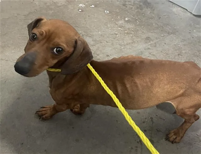 An adult small-sized male Dachshund dog named Slinky for adoption in Dallas, TX