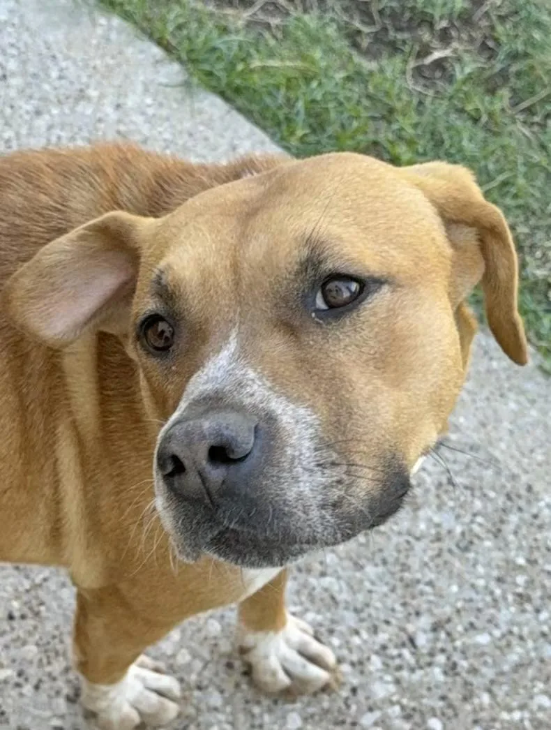 A young medium-sized female Yellow / Tan / Blond / Fawn Pit Bull Terrier dog named Rosy for adoption in Cypress, TX