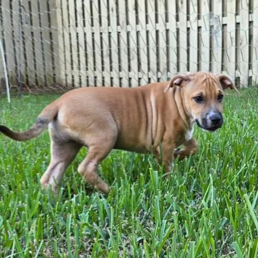 A baby medium-sized male Sable Mixed Breed dog named Yellow for adoption in Williston, FL