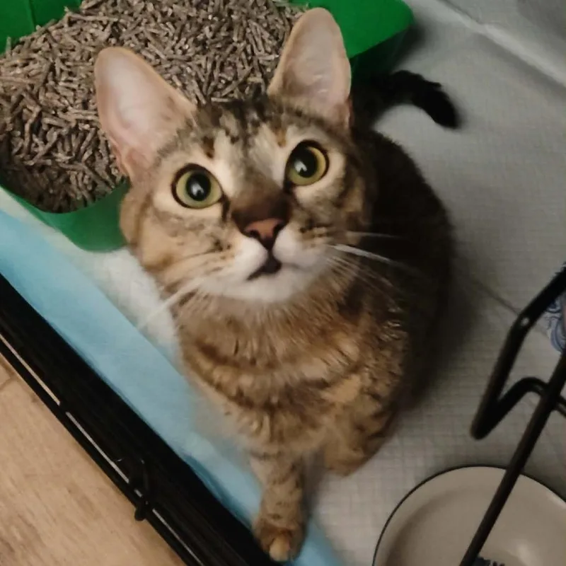 An adult medium-sized female Torbie Domestic Short Hair cat named Quinnie for adoption in Philadelphia, PA