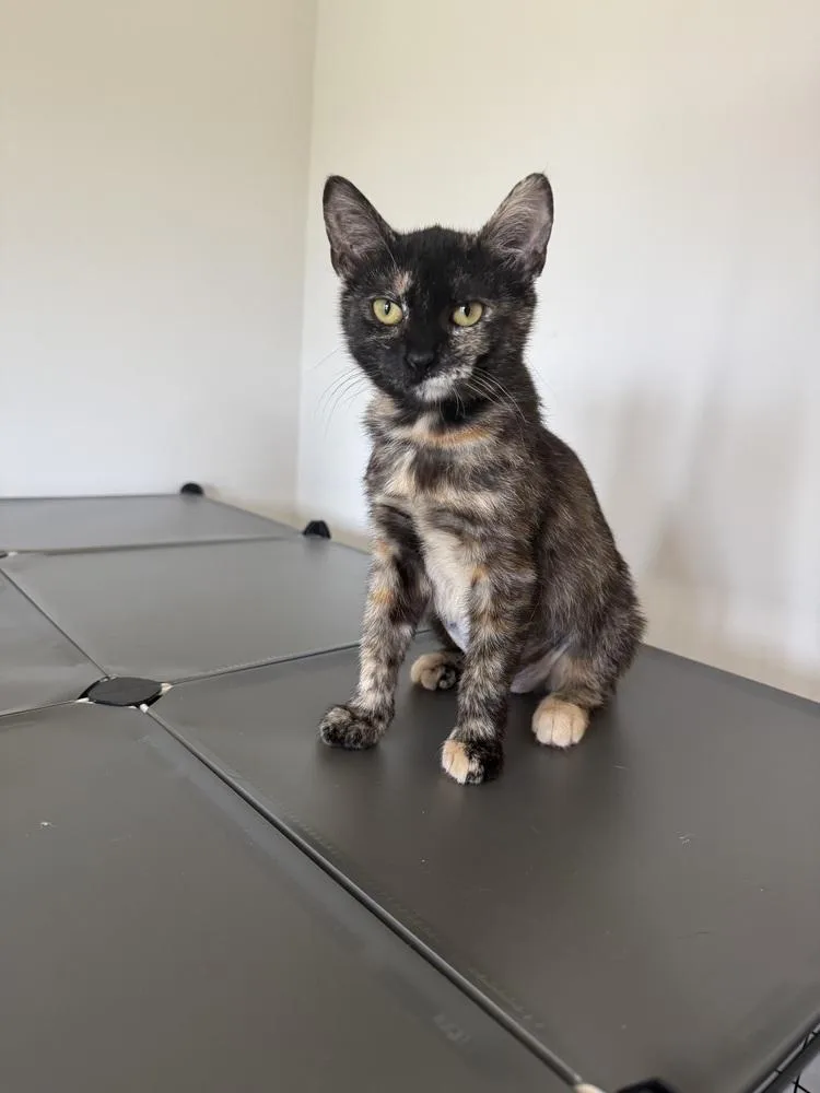 A baby small-sized female Tortoiseshell Domestic Short Hair cat named Raviola CL for adoption in Greenville, SC