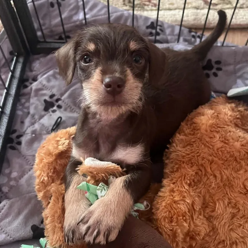 A baby small-sized male Brown / Chocolate Terrier dog named Curious George for adoption in Olathe, KS