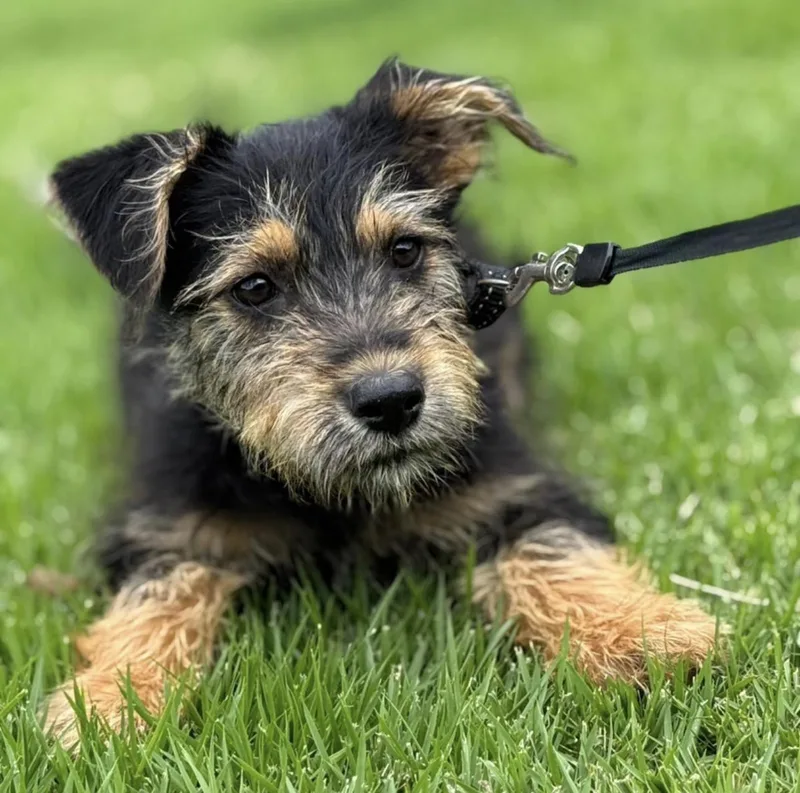 Cheerios "a Tiny Bowl thumbnail 2