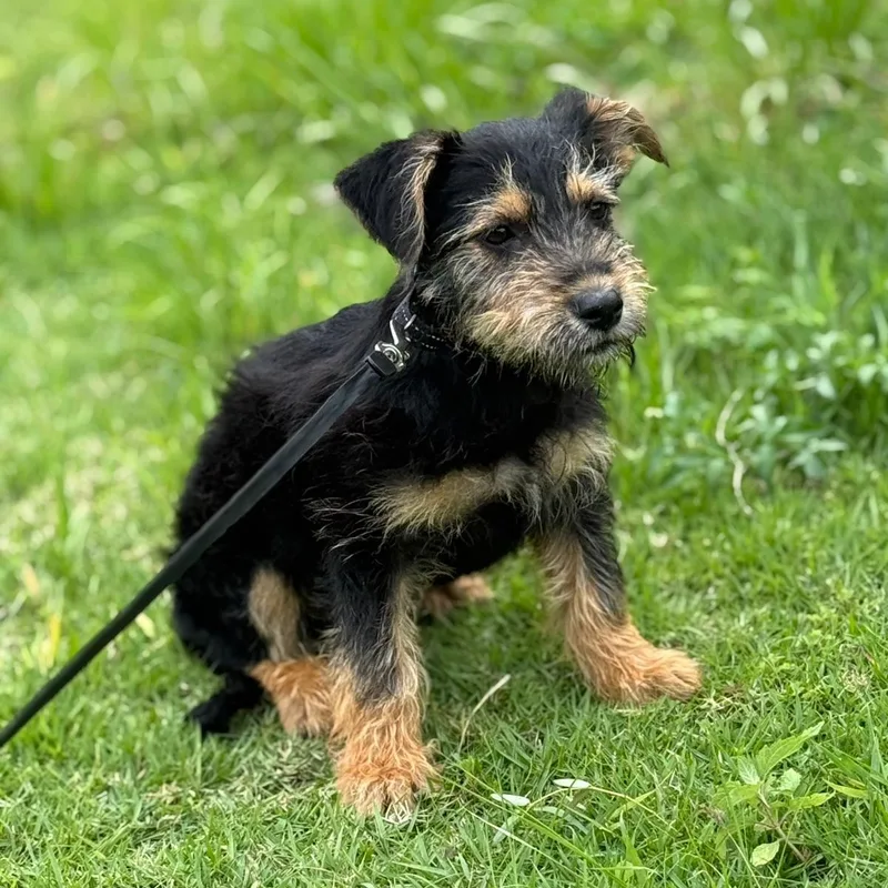 Cheerios "a Tiny Bowl thumbnail 3