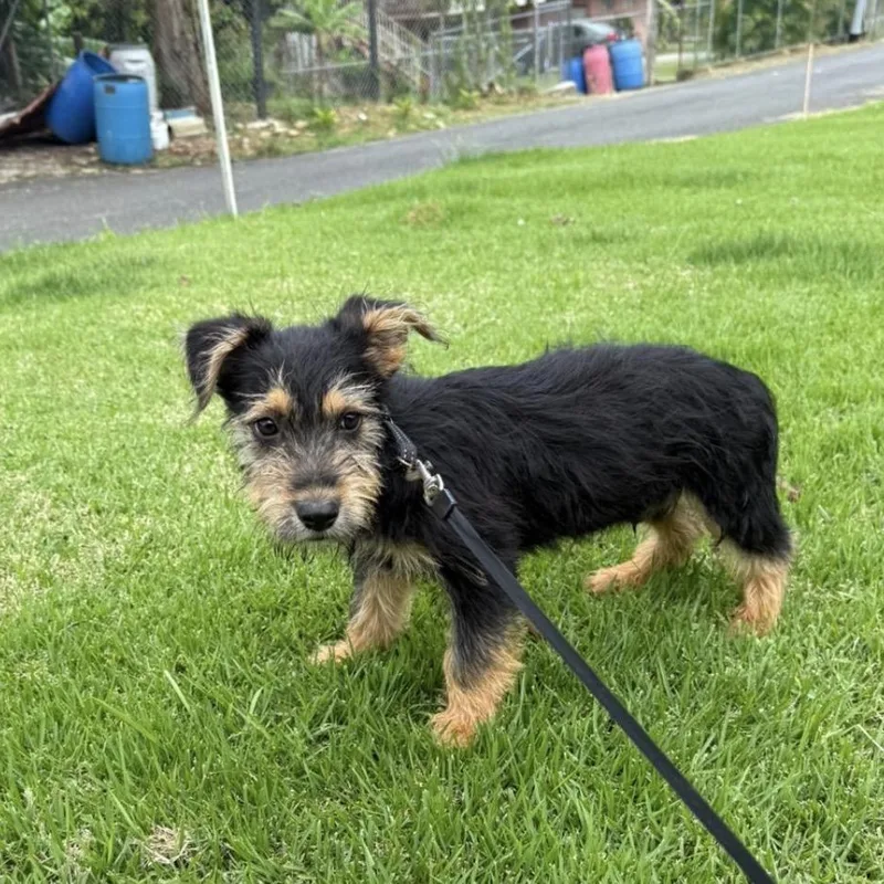 Cheerios "a Tiny Bowl thumbnail 4