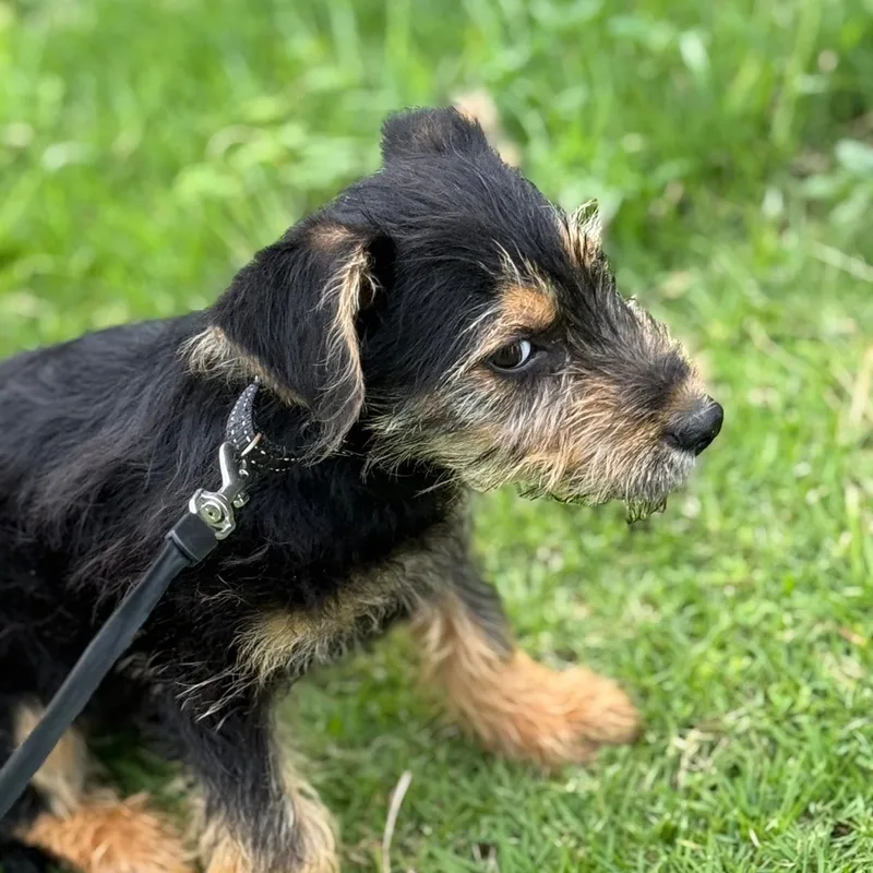 Cheerios "a Tiny Bowl thumbnail 5